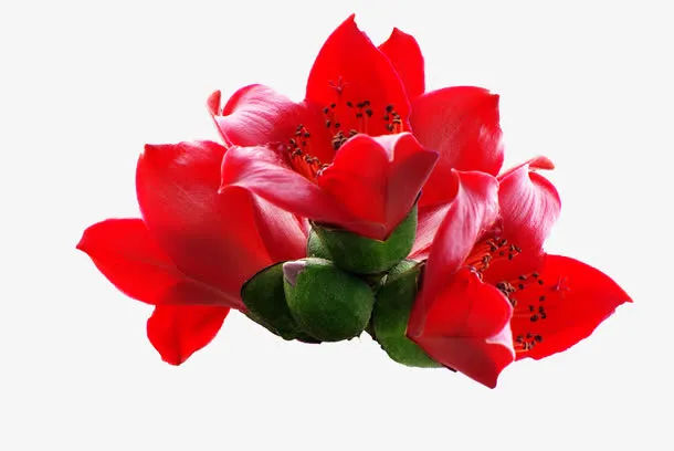 木棉花朵免抠