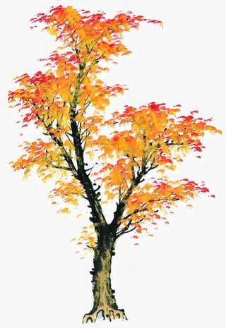 写意手绘枫树免抠
