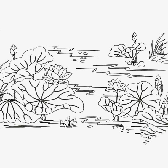 荷花儿池塘线条png免抠