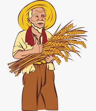 稻谷，丰收png免抠