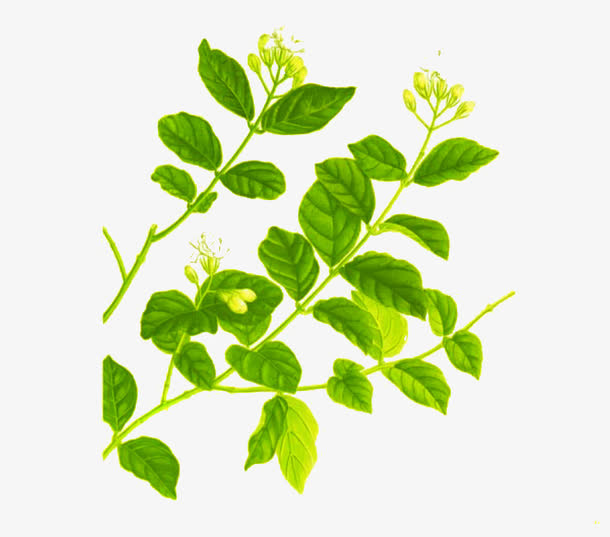 手绘茉莉免抠