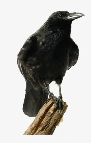树枝上的乌鸦免抠