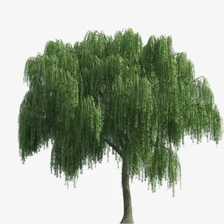 清明节水墨风柳树免抠