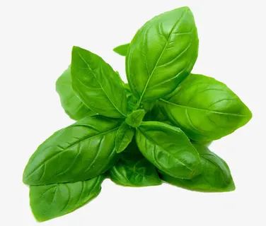 青菜免抠 青菜免抠