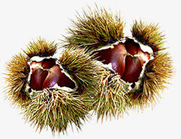 相约金秋韩国植物免抠