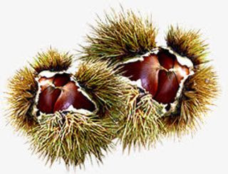 相约金秋韩国植物免抠