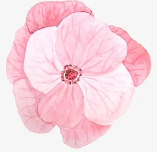 卡通花瓣免抠png装饰免抠