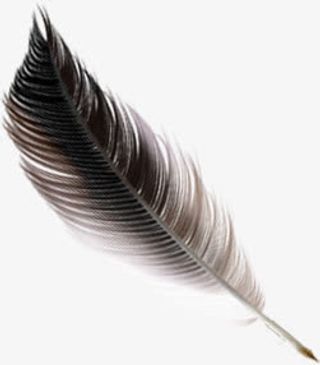 手绘黑色羽毛渐变装饰免抠