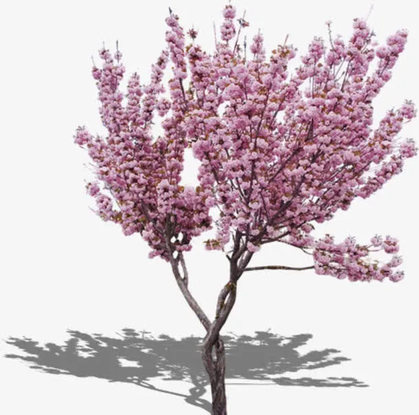 桃花树免抠