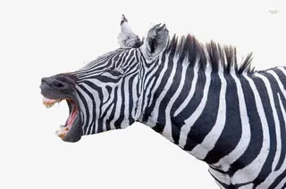 张大嘴巴的斑马免抠