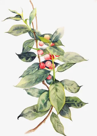 手绘红豆图免抠