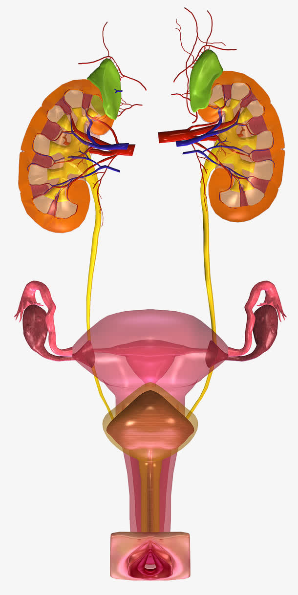 人体器官结构免抠