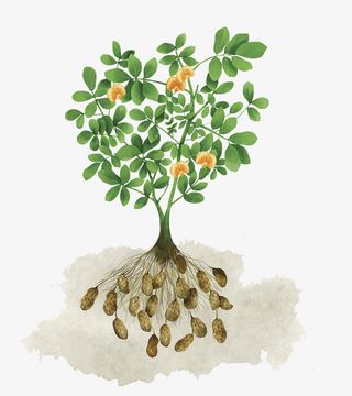 花生植物彩绘插画免抠