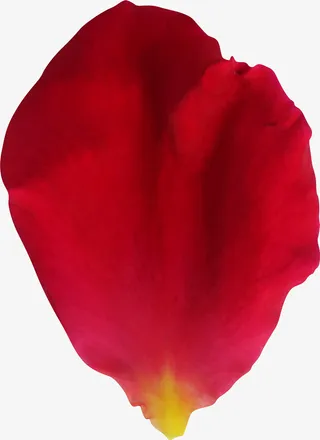 手绘卡通装饰花草装饰海报设计免抠