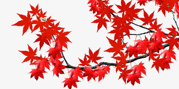 红色枫叶免抠
