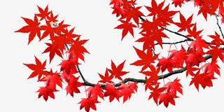 红色枫叶免抠