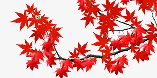 红色枫叶免抠