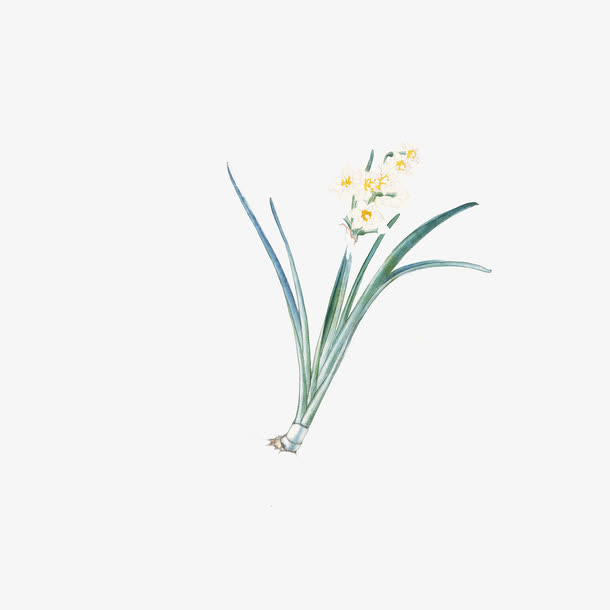 蓝色水仙花免抠