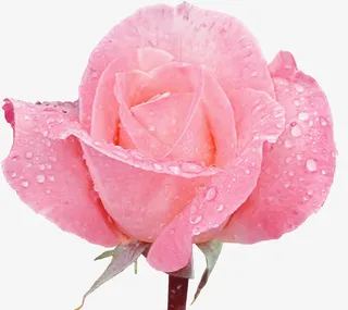 鲜花花卉鲜花图片免抠