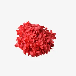 红色绣球花免抠