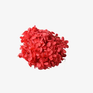 红色绣球花免抠