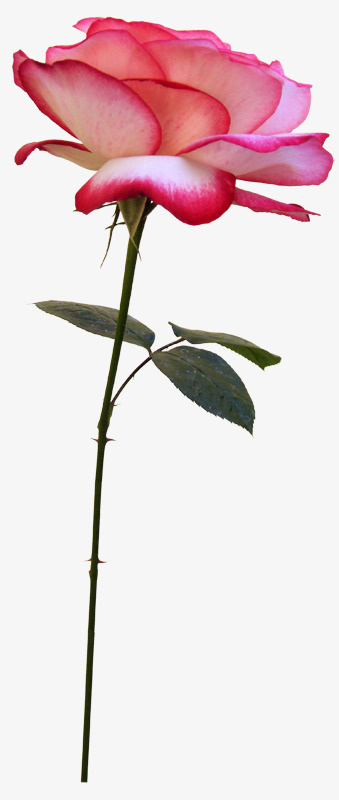 卡通花卉标签免抠