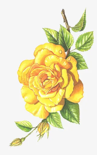 绿叶黄玫瑰免抠