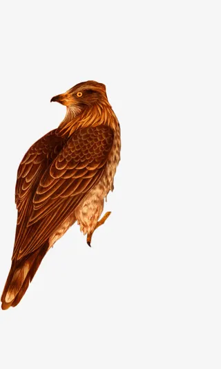 手绘老鹰装饰图案免抠