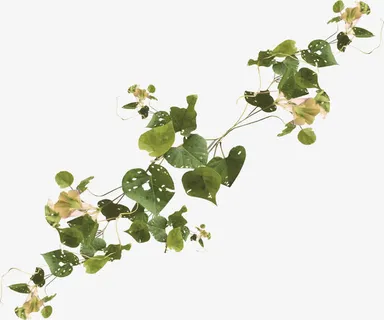 绿色植物免抠 绿色植物免抠