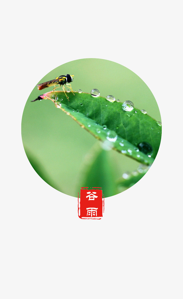 谷雨 叶子上的水珠免抠动植物植物元素