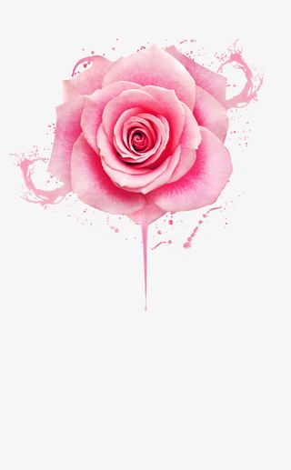 玫瑰花粉红喷溅飞溅特效免抠