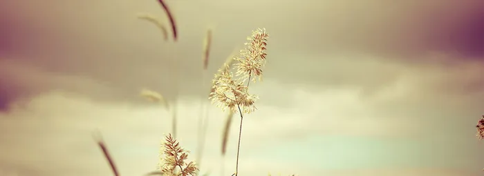 秋季芦花唯美背景banner高清