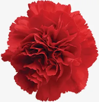 红色康乃馨七夕免抠