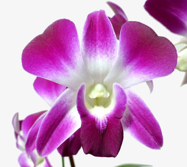 紫色石斛花朵免抠