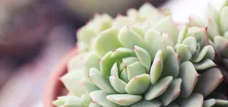 日系文艺清新多肉植物背景高清