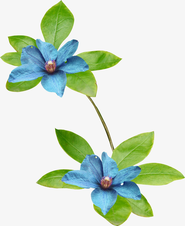 花卉免抠