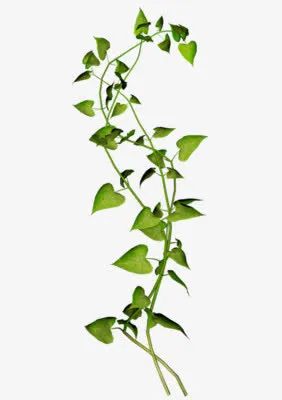 绿叶绿枝春天免抠装饰植物元素