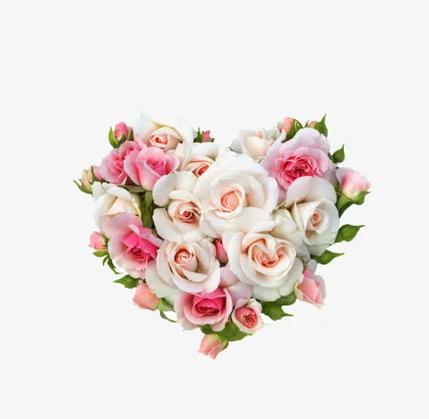 玫瑰花免抠