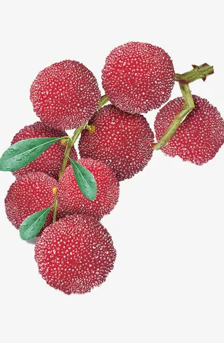 大颗杨梅图片素材免抠