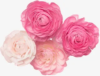 粉色花瓣清新可爱免抠