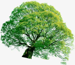 手绘夏日大树美景树荫免抠