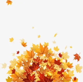黄色的枫树叶免抠
