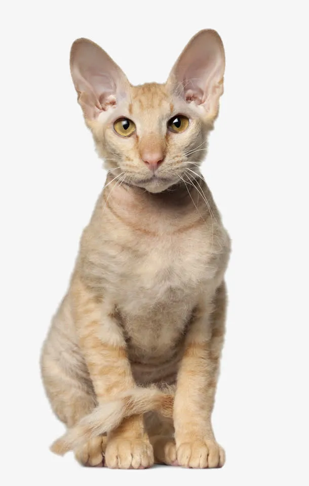 蹲坐着的猫咪免抠
