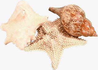 海星与海螺免抠