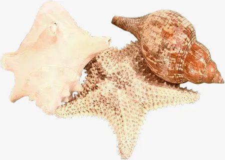 海星与海螺免抠 海星与海螺免抠
