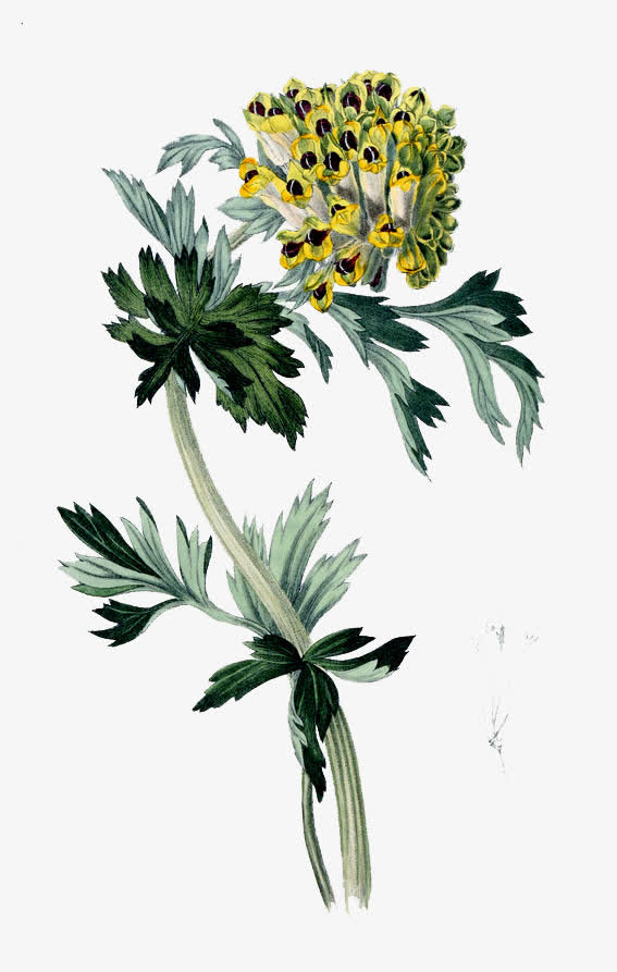 手绘神秘花卉素材免抠