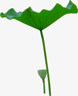绿色宽大荷叶中秋免抠
