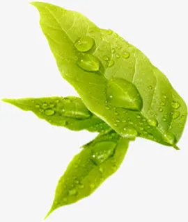 嫩嫩的绿叶免抠