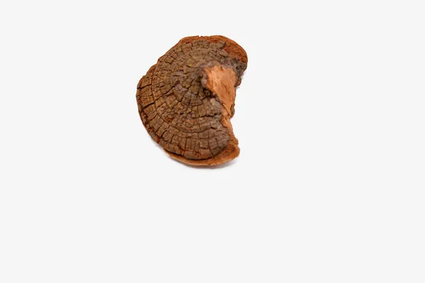 白桦茸中药材免抠