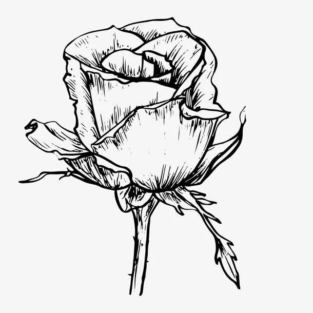 黑白卡通花草手绘素描玫瑰花免抠图标元素